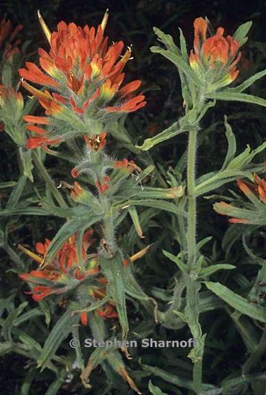 castilleja applegatei ssp pinetorum 4 graphic